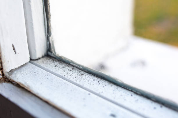 Best Black Mold Removal  in Canton, TX