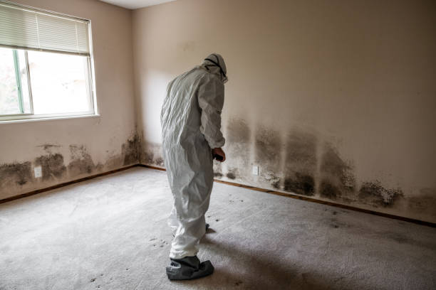 Best Mold Remediation for Healthcare Facilities  in Canton, TX
